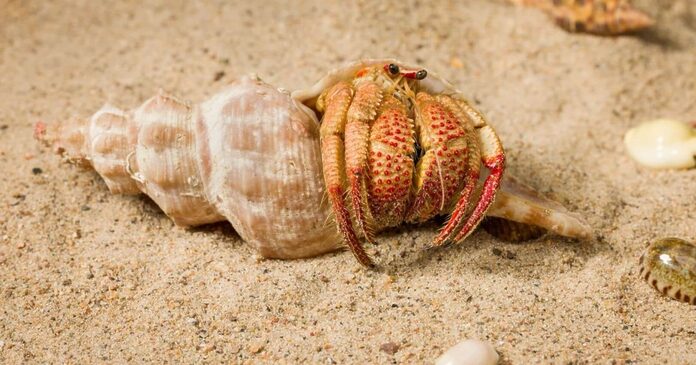 Descubren en Australia un cangrejo ermitaño con ‘garras de fresa’ que canta para defenderse en las profundidades, emulando a Sebastián