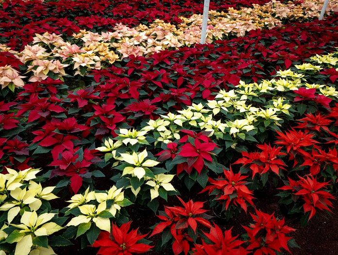 Día Nacional de la Flor de Nochebuena: ¿Dónde comprar flores de temporada en la CDMX? | El Universal