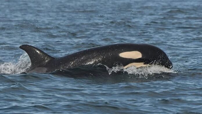 Madre orca que cargó a su bebé muerto durante 17 días tiene una nueva cría | FOTO