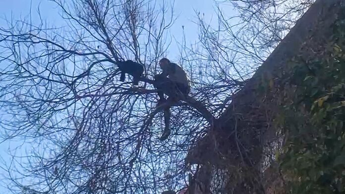 Movilización policial por el hombre que se arrojó a un árbol y se niega a ser rescatado en Luis Moya